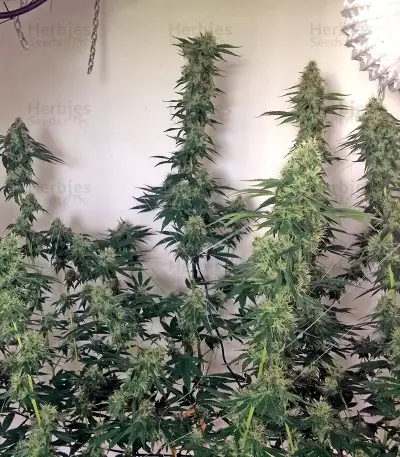 707 Headband (Humboldt Seeds Organization) Cannabis-Samen