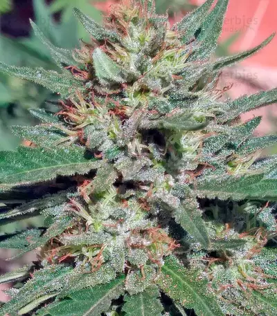 Black D.O.G. (Humboldt Seeds Organization) Cannabis-Samen