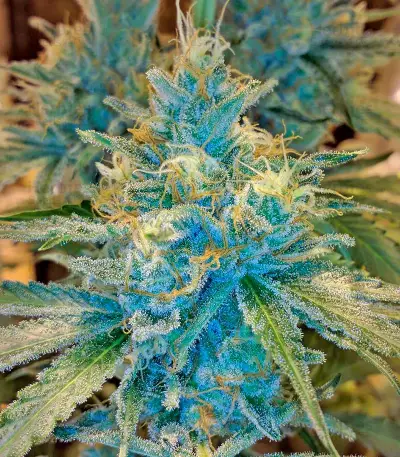 Black D.O.G. (Humboldt Seeds Organization) Cannabis-Samen