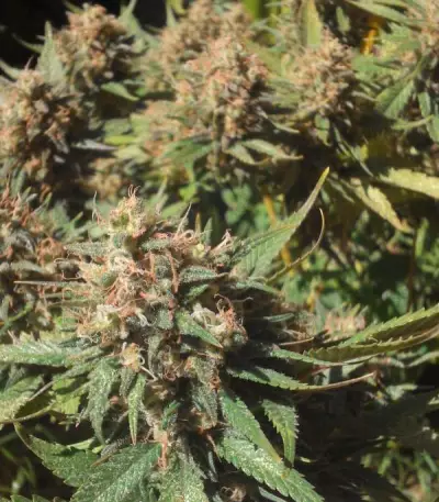 Critical Kali Mist (Delicious Seeds)