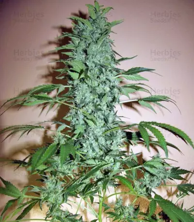 Chronic (Serious Seeds) Cannabis-Samen