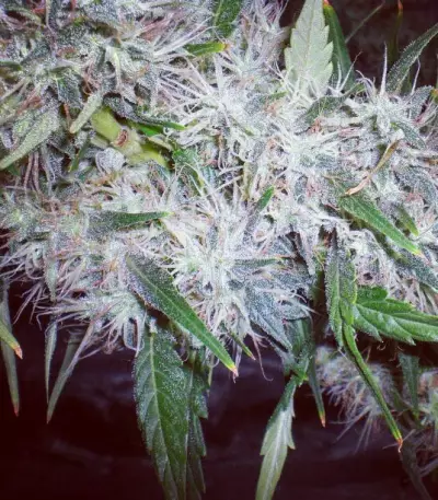 ICE (Female Seeds) Cannabis-Samen