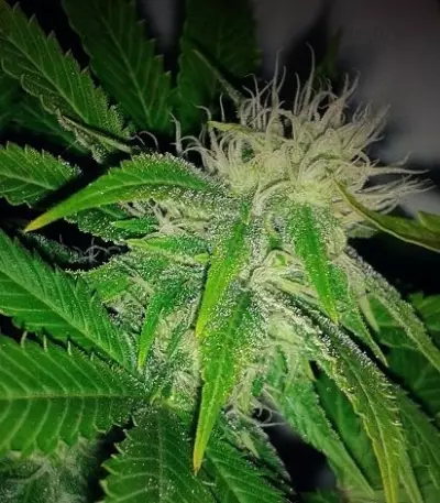 O.G. Kush (RQS) Cannabis-Samen