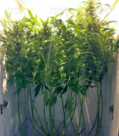 Orange Hill Special (Dutch Passion) Cannabis-Samen