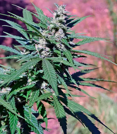 Pandora Auto (Paradise Seeds) Cannabis-Samen