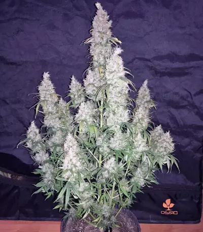 Pandora Auto (Paradise Seeds) Cannabis-Samen