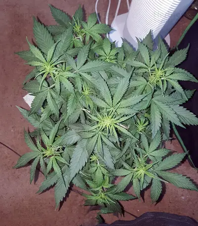 Stardawg Auto (Fast Buds) Cannabis-Samen
