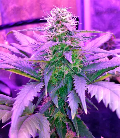 Amnesia (World of Seeds) Cannabis-Samen