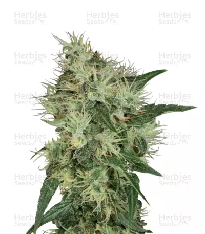 Lambo regular (T.H. Seeds) Cannabis-Samen