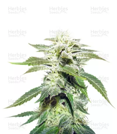 Original White Widow IBL (Paradise Seeds) Cannabis-Samen