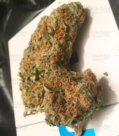 Afghan Cow (Dr. Krippling Seeds) Cannabis-Samen