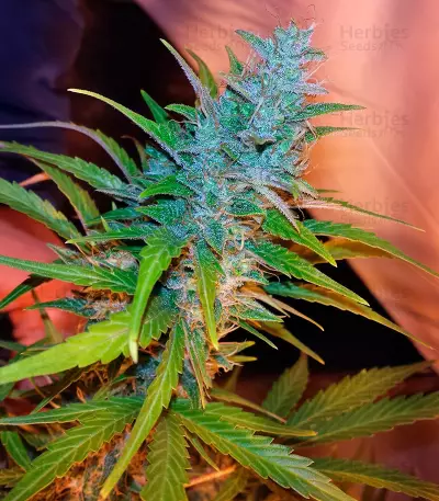 Auto Xtreme (Dutch Passion) Cannabis-Samen