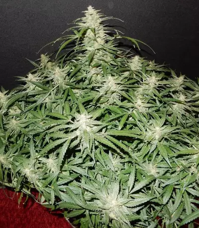 Blue Dream'matic Auto cannabis strain