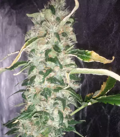 Choco Bud (Vision Seeds) Cannabis-Samen
