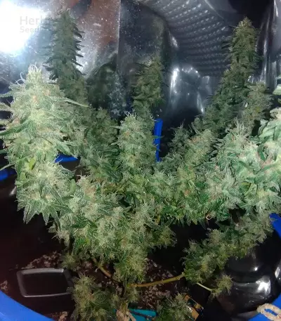 Holy Grail 69 (Samsara Seeds) Cannabis-Samen