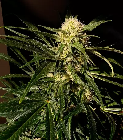 Jamaican Dream (Eva Seeds) Cannabis-Samen