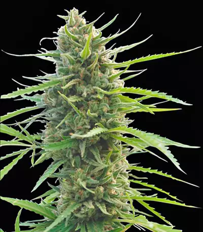 Kilimanjaro (World of Seeds) Cannabis-Samen