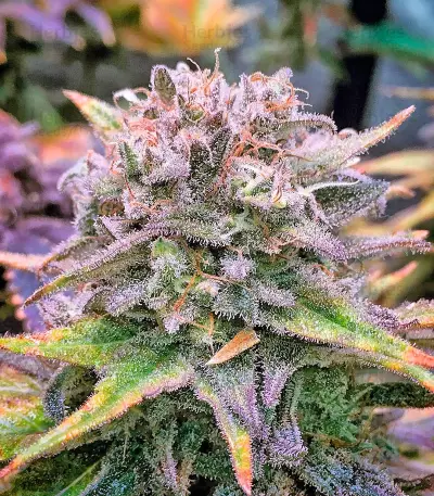 Mataro Blue (Kannabia Seeds) Cannabis-Samen