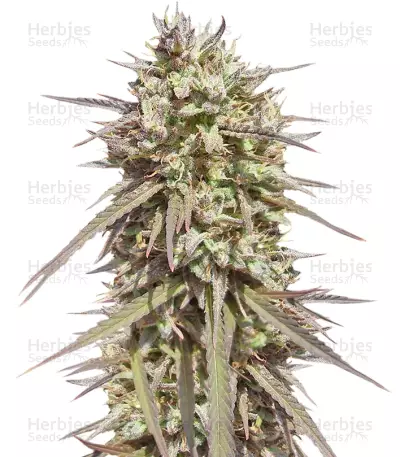 Purple Maroc (Female Seeds) Cannabis-Samen