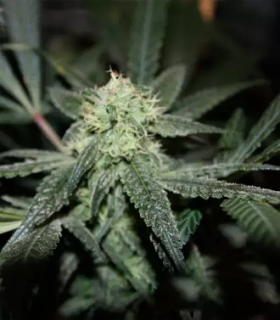 Royal Cookies (RQS) Cannabis-Samen