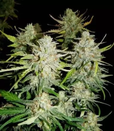 Super Critical Auto (GHS) Cannabis-Samen