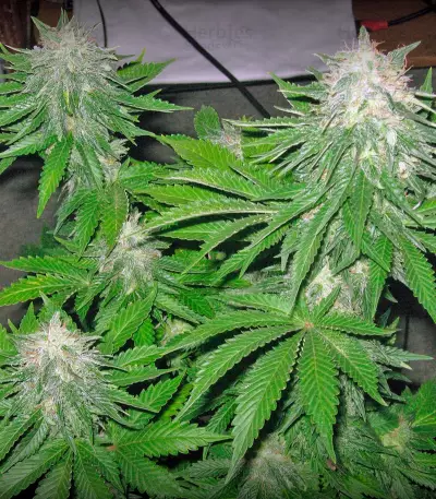 Super Hash (Pyramid Seeds) Cannabis-Samen
