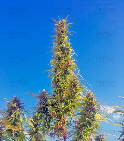 Twilight (Dutch Passion) Cannabis-Samen