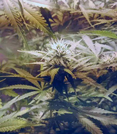 Cream Mandarine Auto (Sweet Seeds)