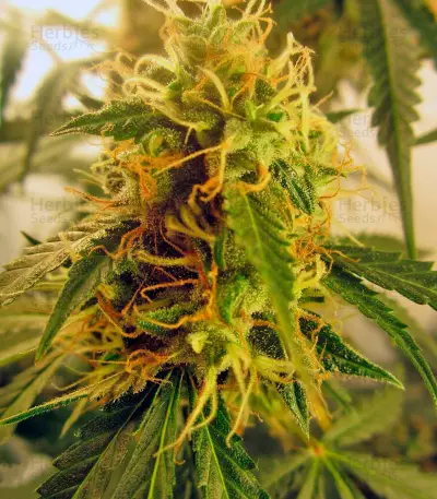Jack Herer Auto (GHS) Cannabis-Samen