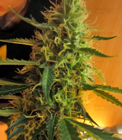 Jack Herer Auto (GHS) Cannabis-Samen
