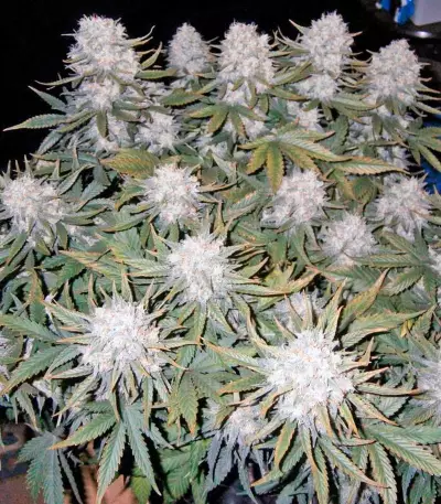 Killer Kush Auto (Sweet Seeds) Cannabis-Samen