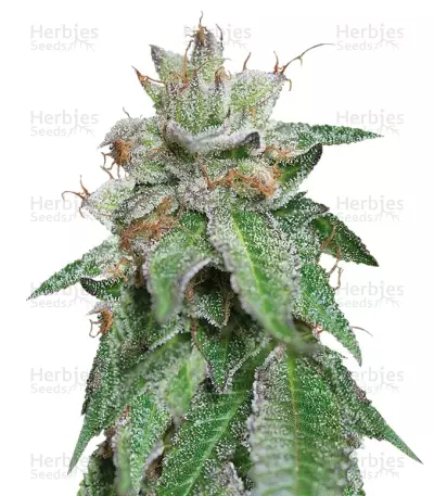 Bubba Kush (Humboldt Seeds) Cannabis-Samen