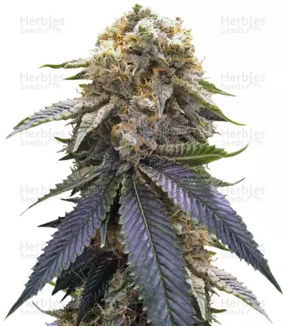 Lost Coast Hash Plant (Humboldt Seeds) Cannabis-Samen