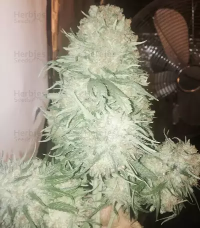 Fruit Punch (Heavyweight Seeds) Cannabis-Samen