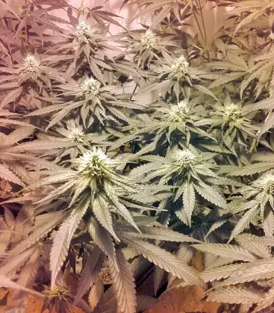 Lithium OG Kush (Nirvana Seeds) Cannabis-Samen