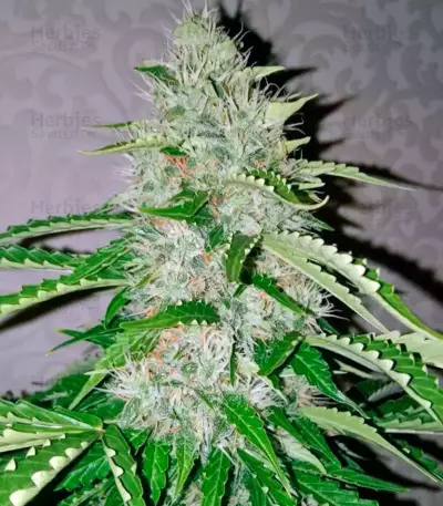 Nefertiti (Pyramid Seeds) Cannabis-Samen