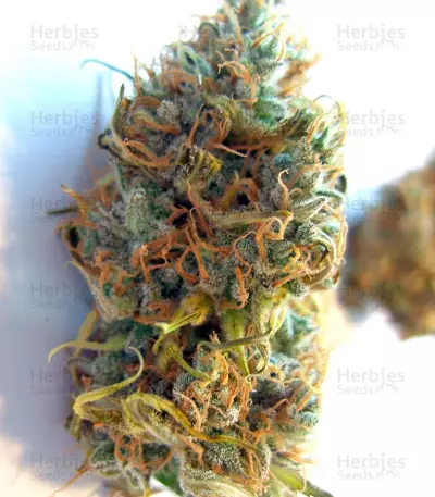 Wappa (Paradise Seeds) Cannabis-Samen