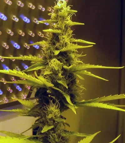 60 Day Wonder Autoflower (DNA Genetics) Cannabis-Samen