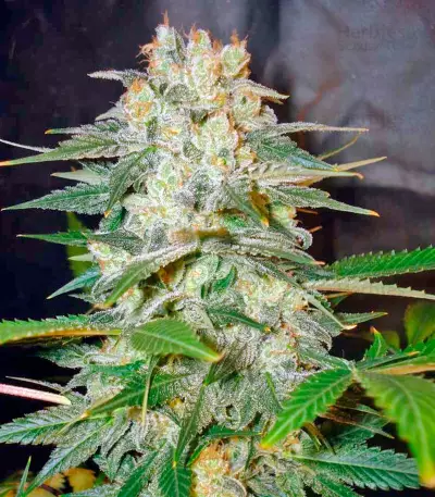 Afghan Kush Ryder Auto strain