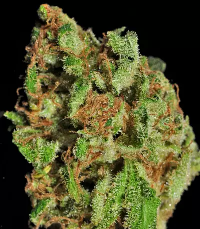 Afgooey (Strain Hunters) Cannabis-Samen