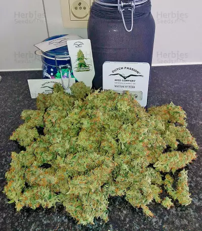 Auto Brooklyn Sunrise (Dutch Passion) Cannabis-Samen
