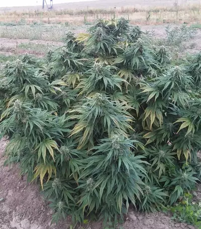Cannatonic (Resin Seeds) Cannabis-Samen