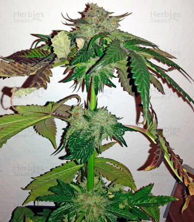 Caramel Kush (00 Seeds)