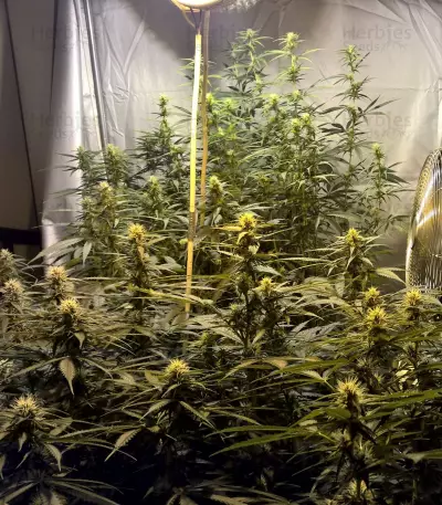 Lemon Kush (Female Seeds) Cannabis-Samen