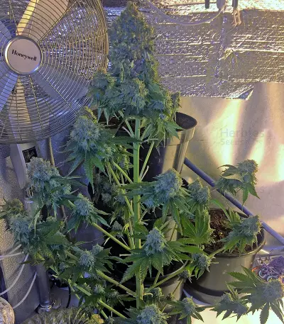 Midnight Mass (Heavyweight Seeds) Cannabis-Samen