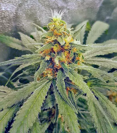 Northern Lights (Vision Seeds) Cannabis-Samen