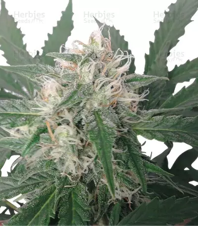 Royal Bluematic Auto (RQS) Cannabis-Samen