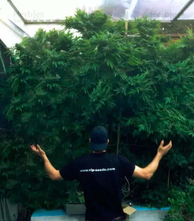 Tank (VIP seeds) Cannabis-Samen