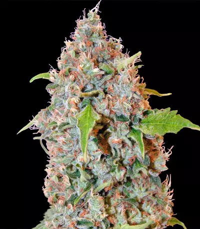 Chronic Thunder (Barney's Farm) Cannabis-Samen