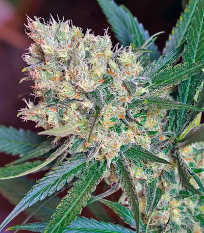 Green Poison F1 Fast Version (Sweet Seeds) Cannabis-Samen